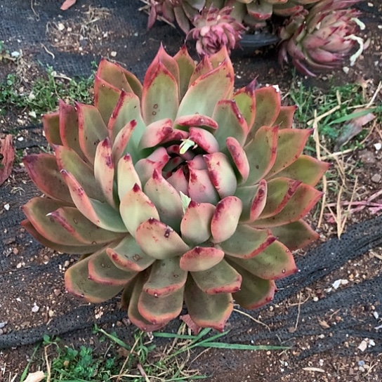 悦**妈美肉特价活动开始了