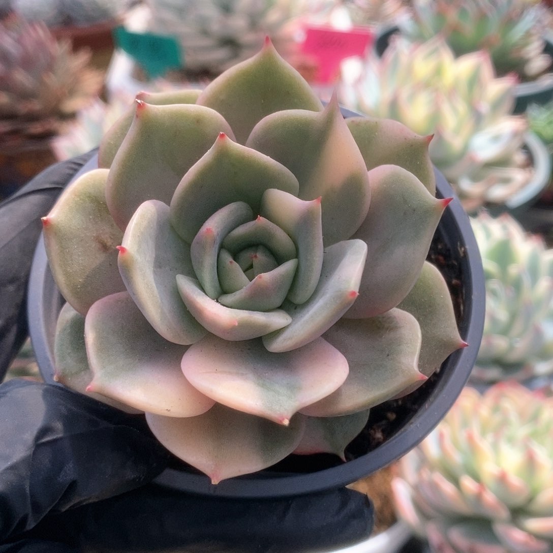 110贝加尔湖锦锦锦锦锦