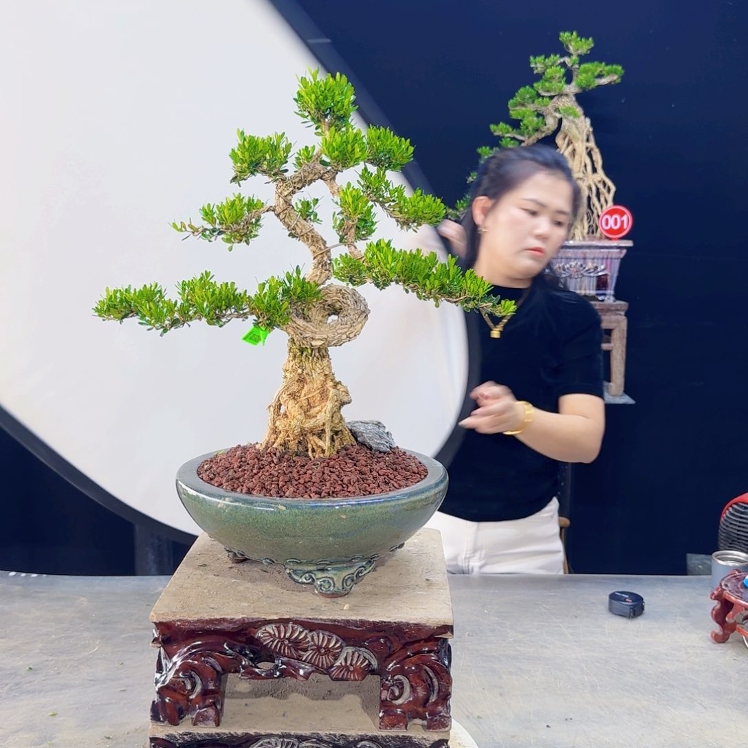 高端黄杨盆景艺术