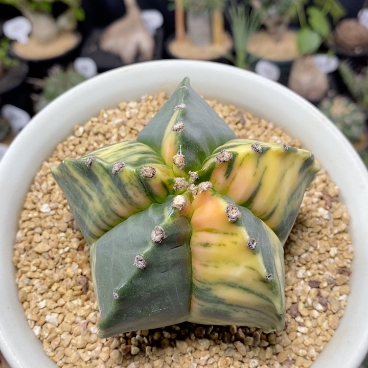 189号实生五角鸾凤玉拉丝锦9cm