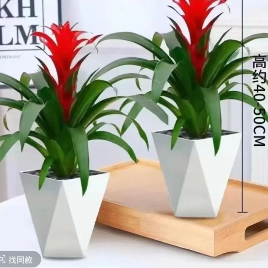 【红星拍一发二】鸿运当头盆栽水培小红星凤梨花带花绿植室内客厅
