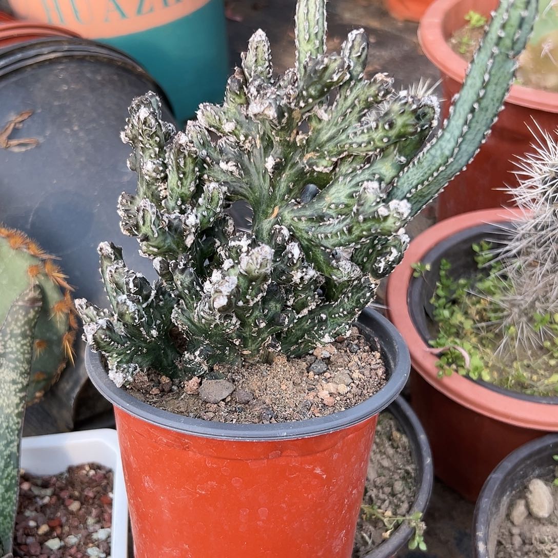 多肉植物残雪群生