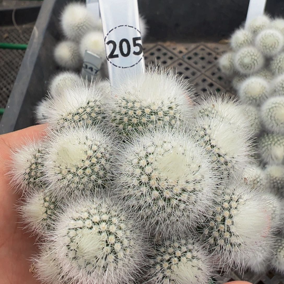 205实生根多肉植物白小丁