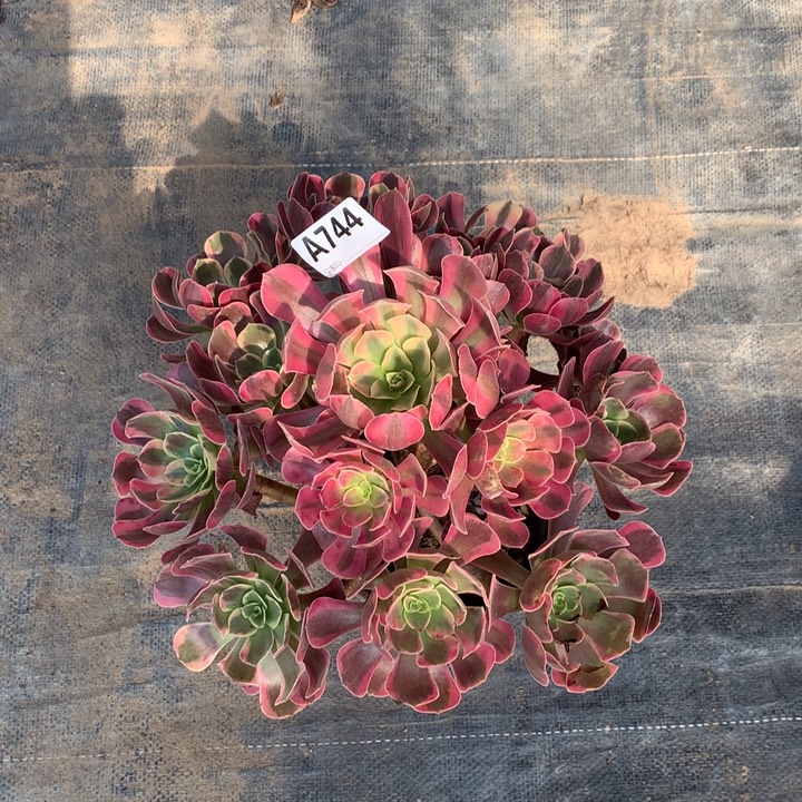 ****煜744凤冠多肉法师锦