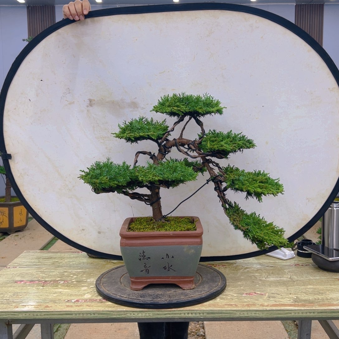 盆景龙爪松造型盆景