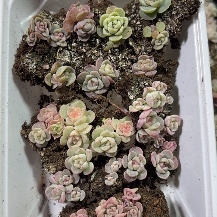 86号王者系列多肉一盒