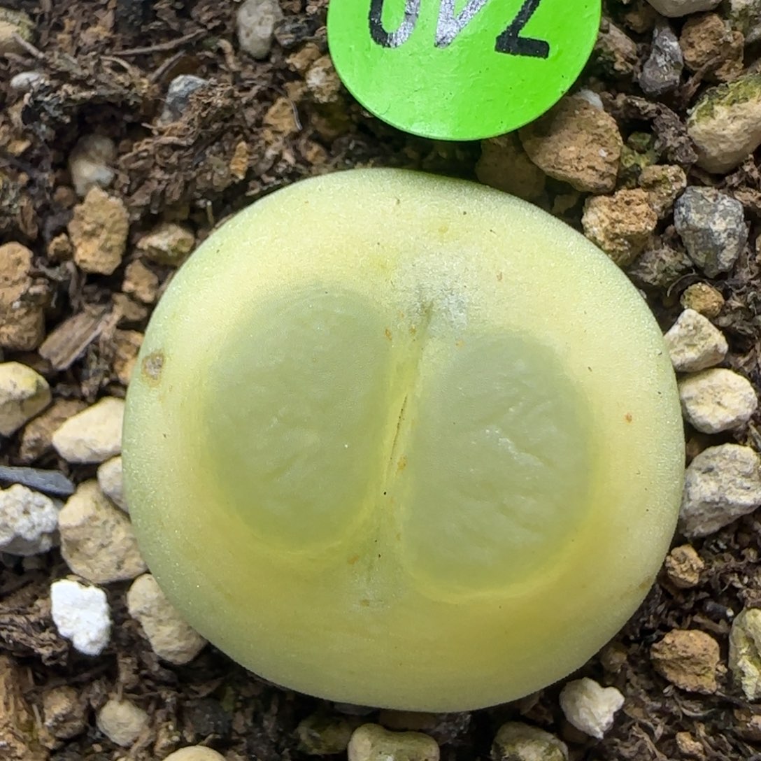 漂漂亮亮多肉植物740