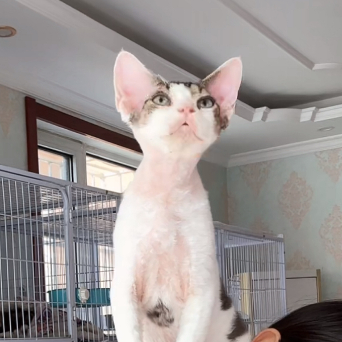 小美家可爱聪明温顺的德文卷毛猫伴侣