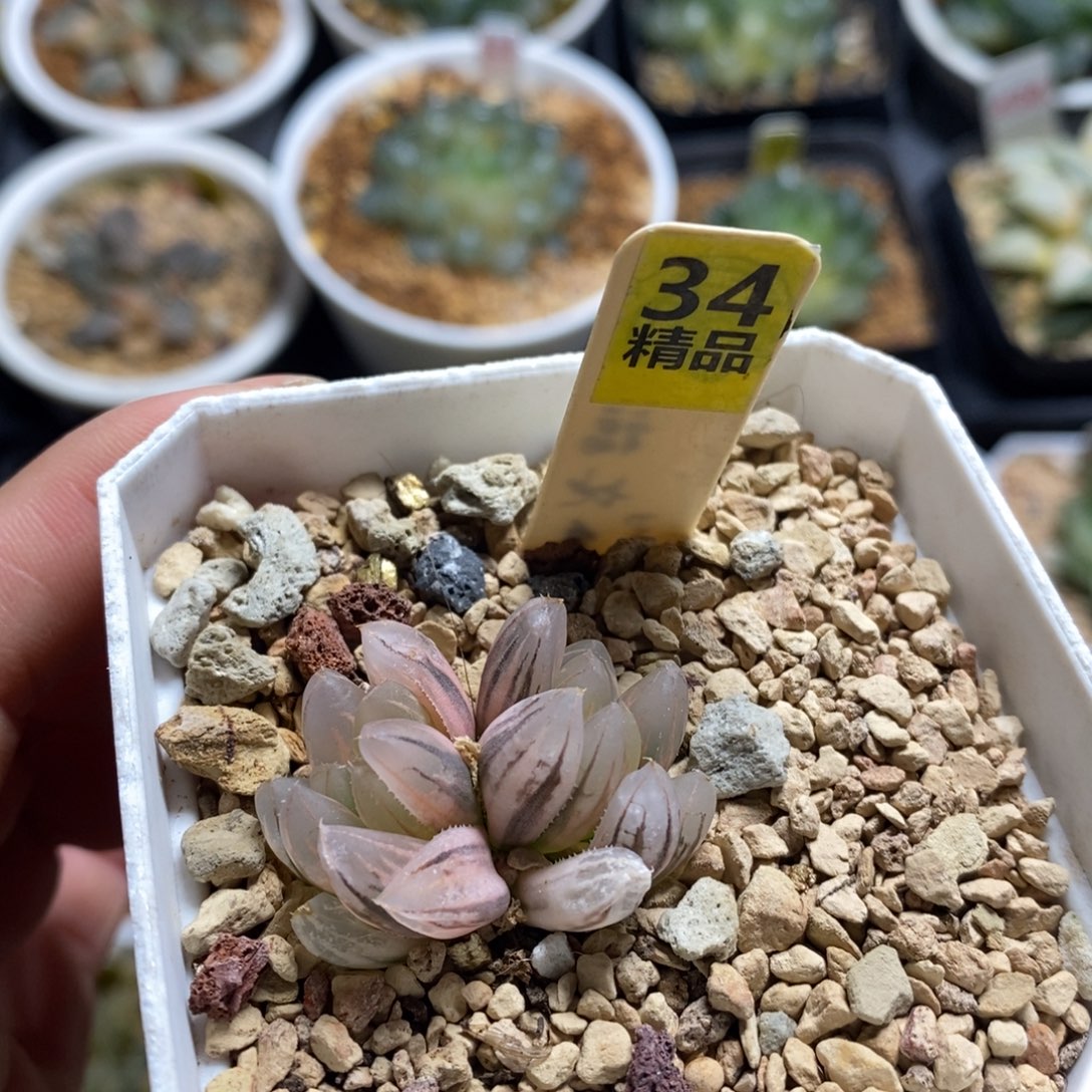 不开花植物34霓虹灯变异