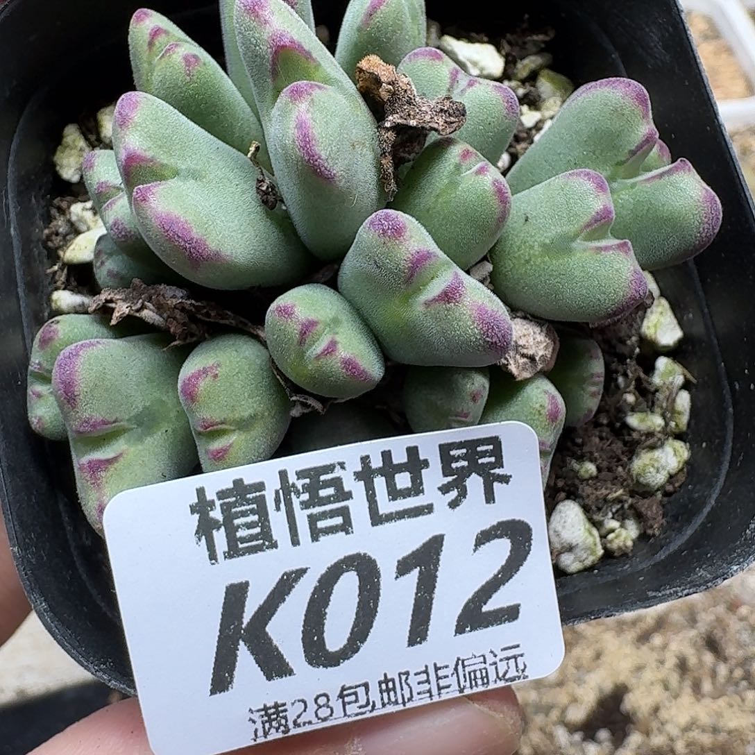 多肉植物的润泽ggb