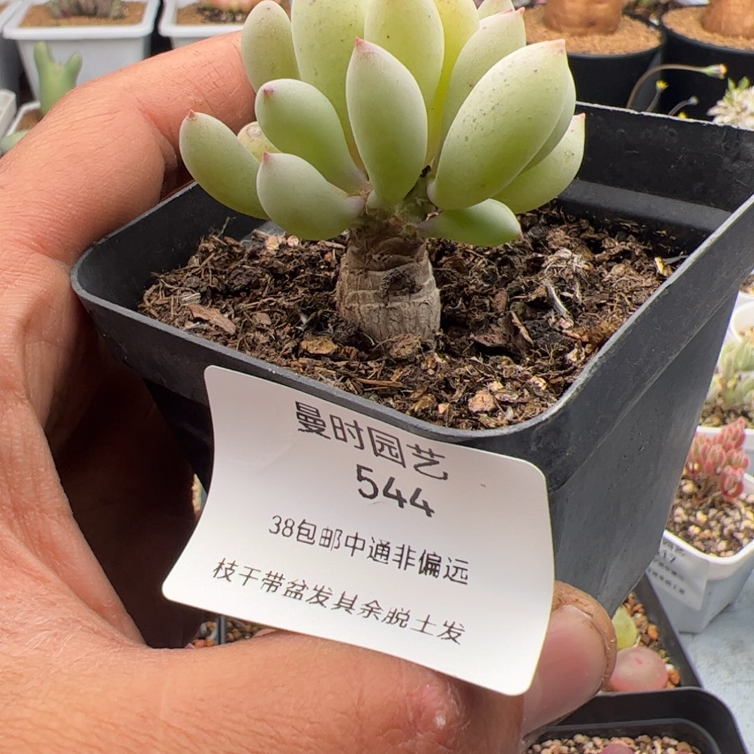 3.4卡拉菲多肉植物544