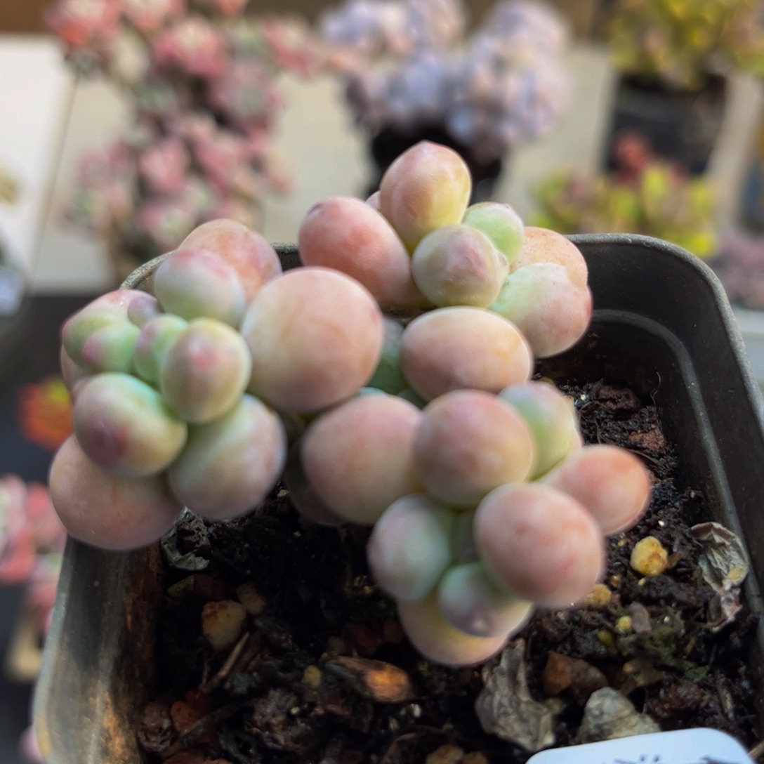 656/5cm苹果奶多肉植物