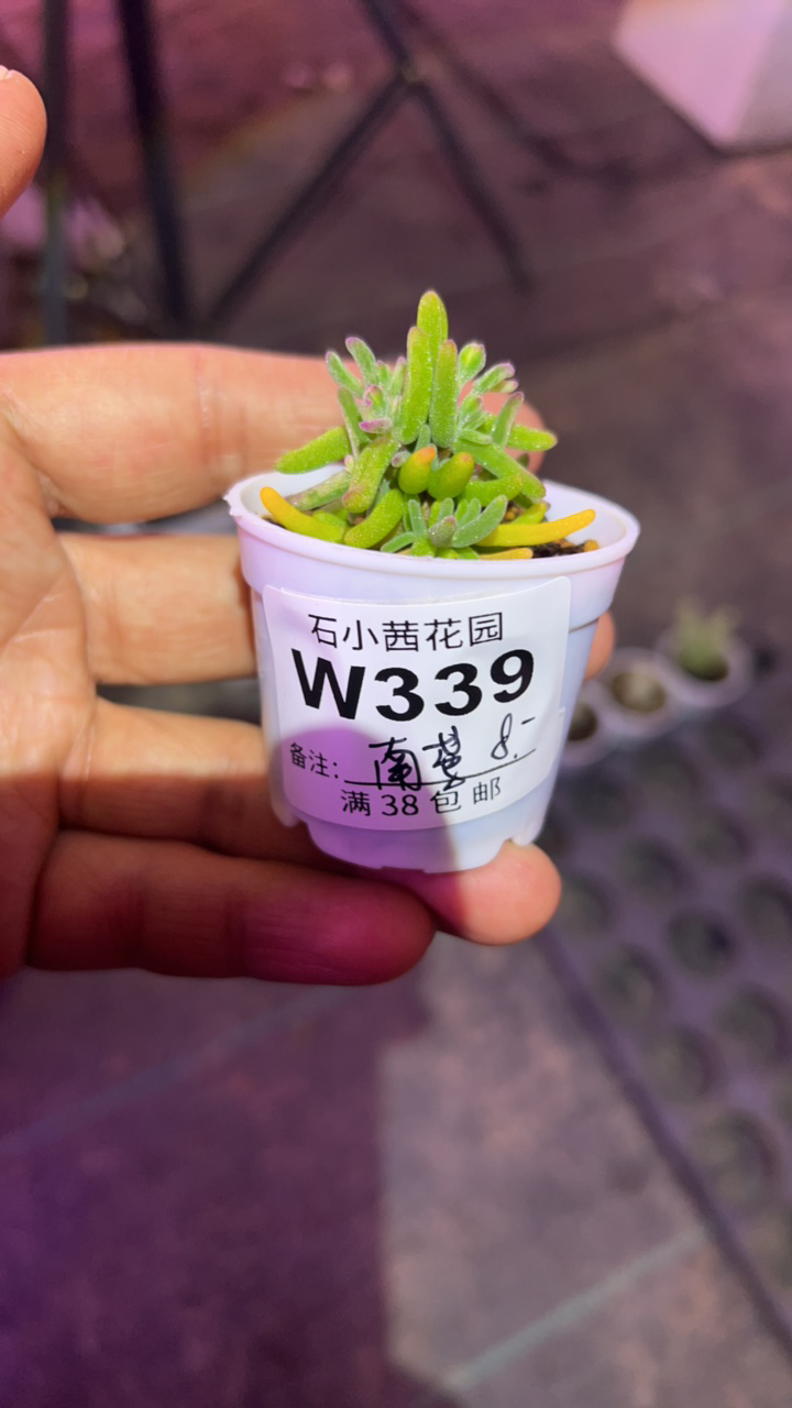 南鸢-彩虹卷-多肉植物枝干番杏