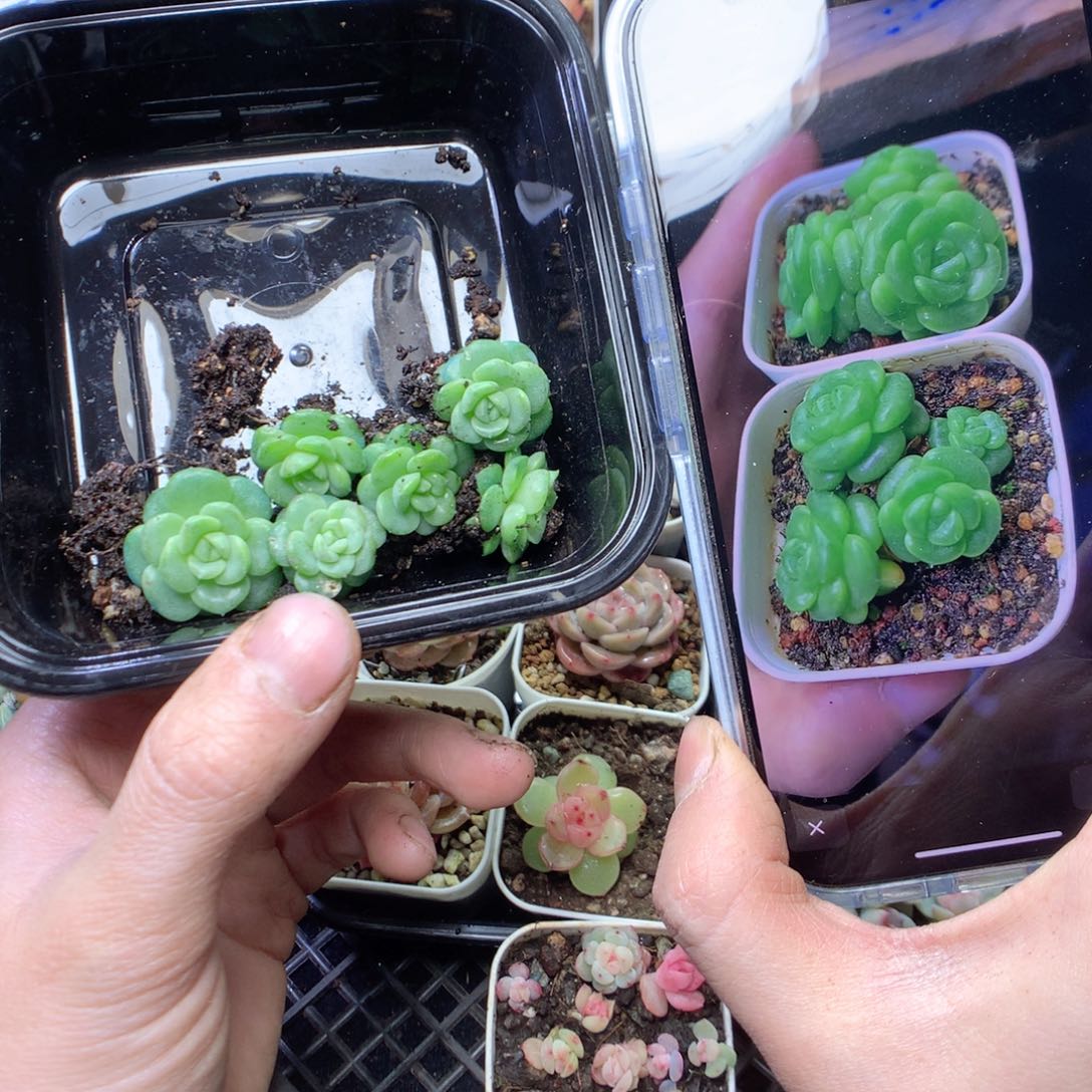 无花朵Q42 6颗量拍绿透。yyy