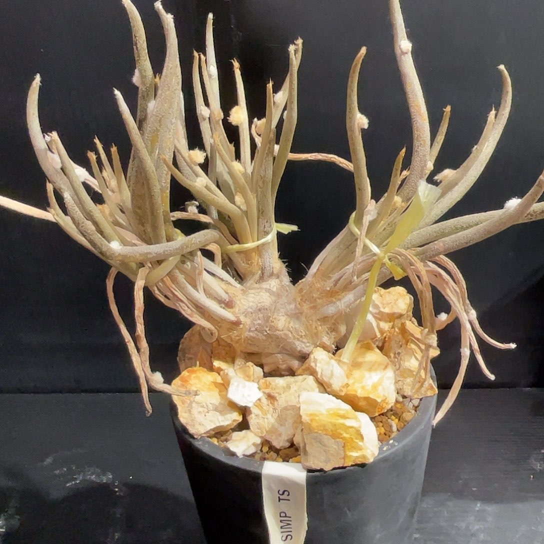 美杜莎带盆包邮发