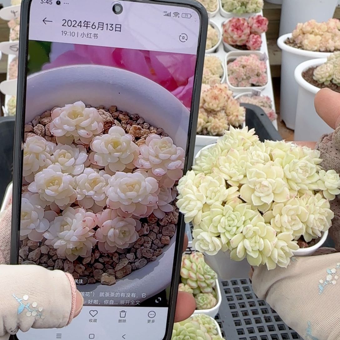 天*呆【闪购商品】0127-128（fm-72）