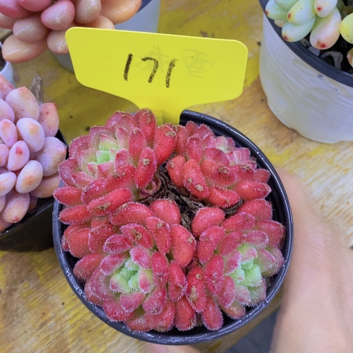 多肉植物，一物一拍