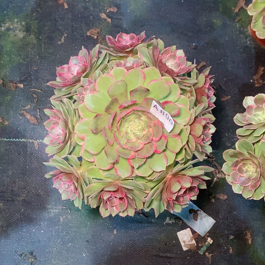 粉花妖890多肉11111