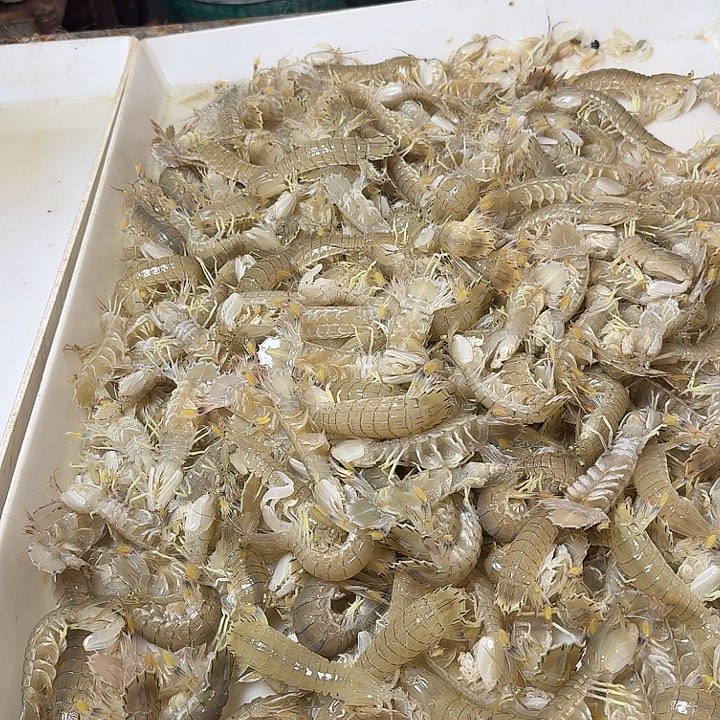 中国大陆皮皮虾全活全带籽