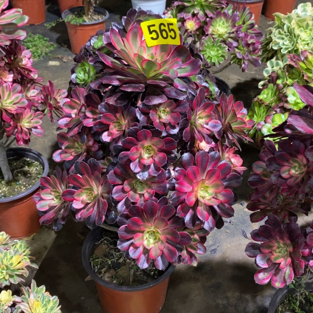 蓝****1香奈红色多肉法师565