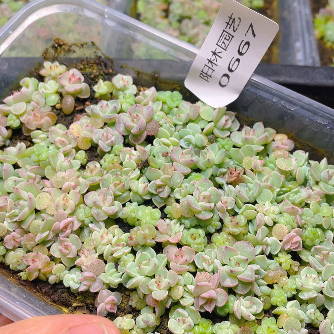 多肉植物多肉植物667