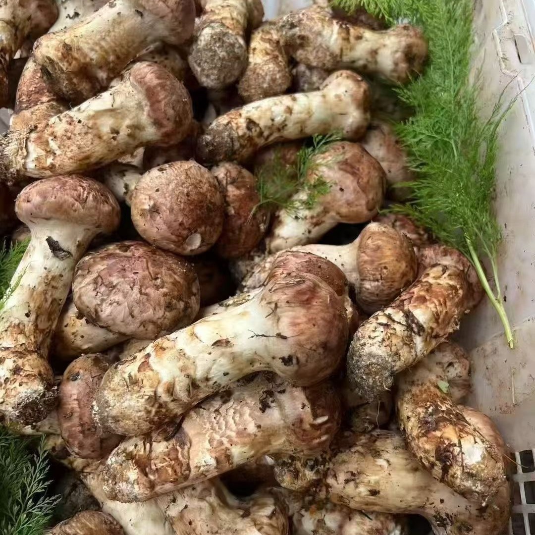 云南新鲜松茸5-7公分1000g顺丰冷链包邮