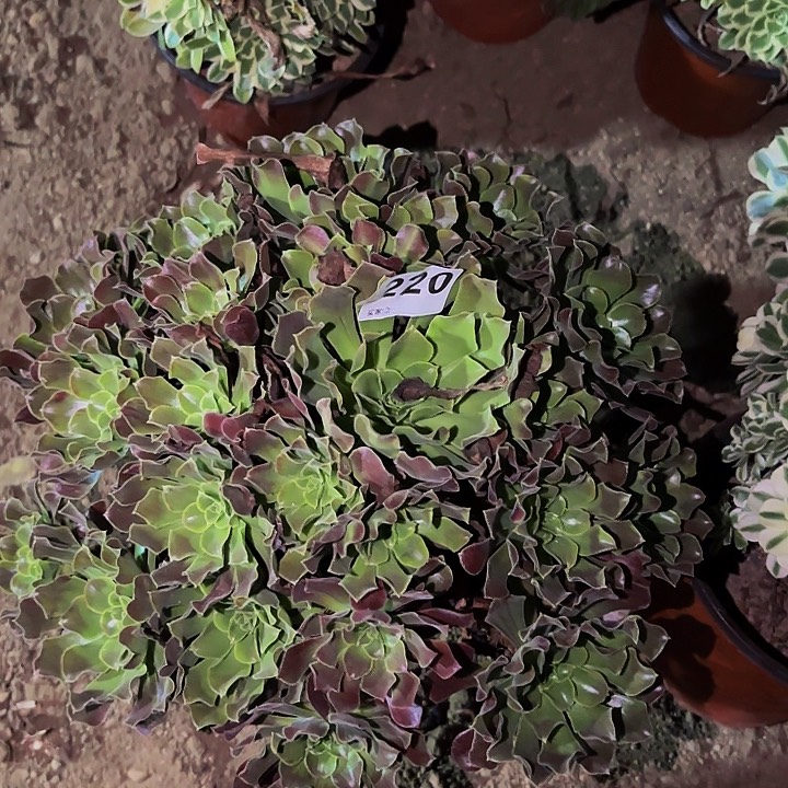 220欧若拉多肉植物不售后