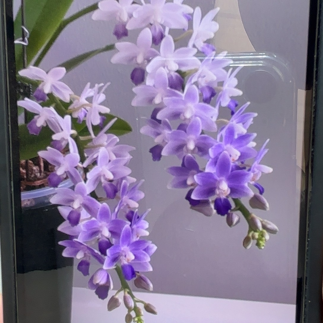 当前无花栽培后可以开花蓝星