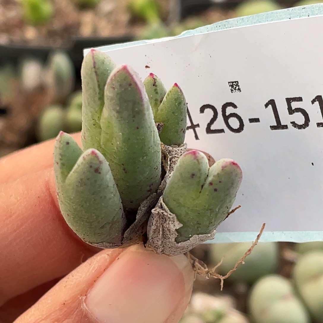 26-151肉锥多肉植物