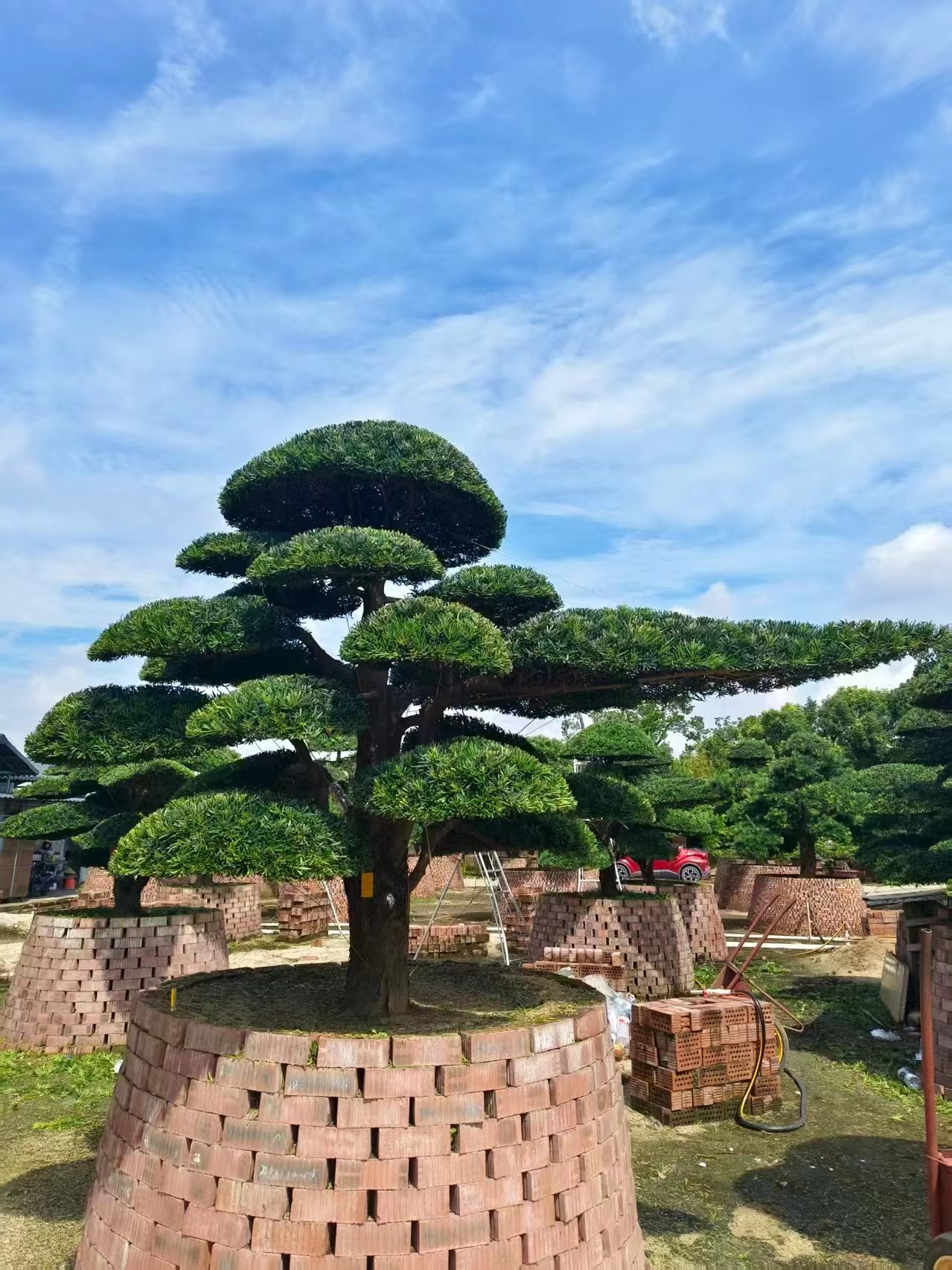 罗汉松老桩树桩盆景高档盆栽可净化空气
