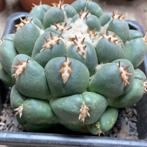 象牙仙人球35米仙人球