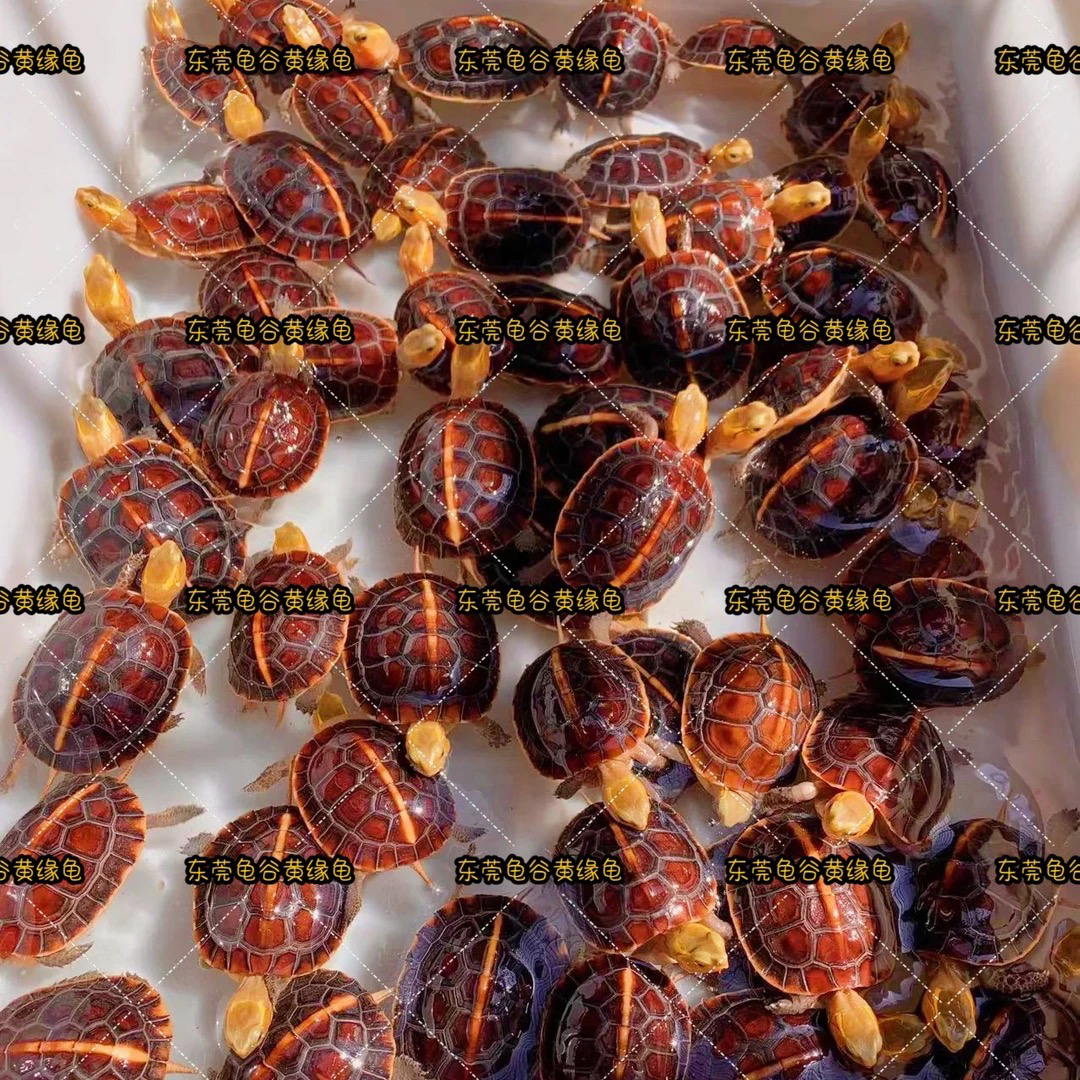 黄缘龟观赏宠物龟活体