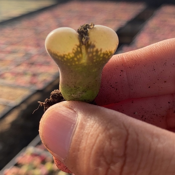 1567一颗一颗一颗