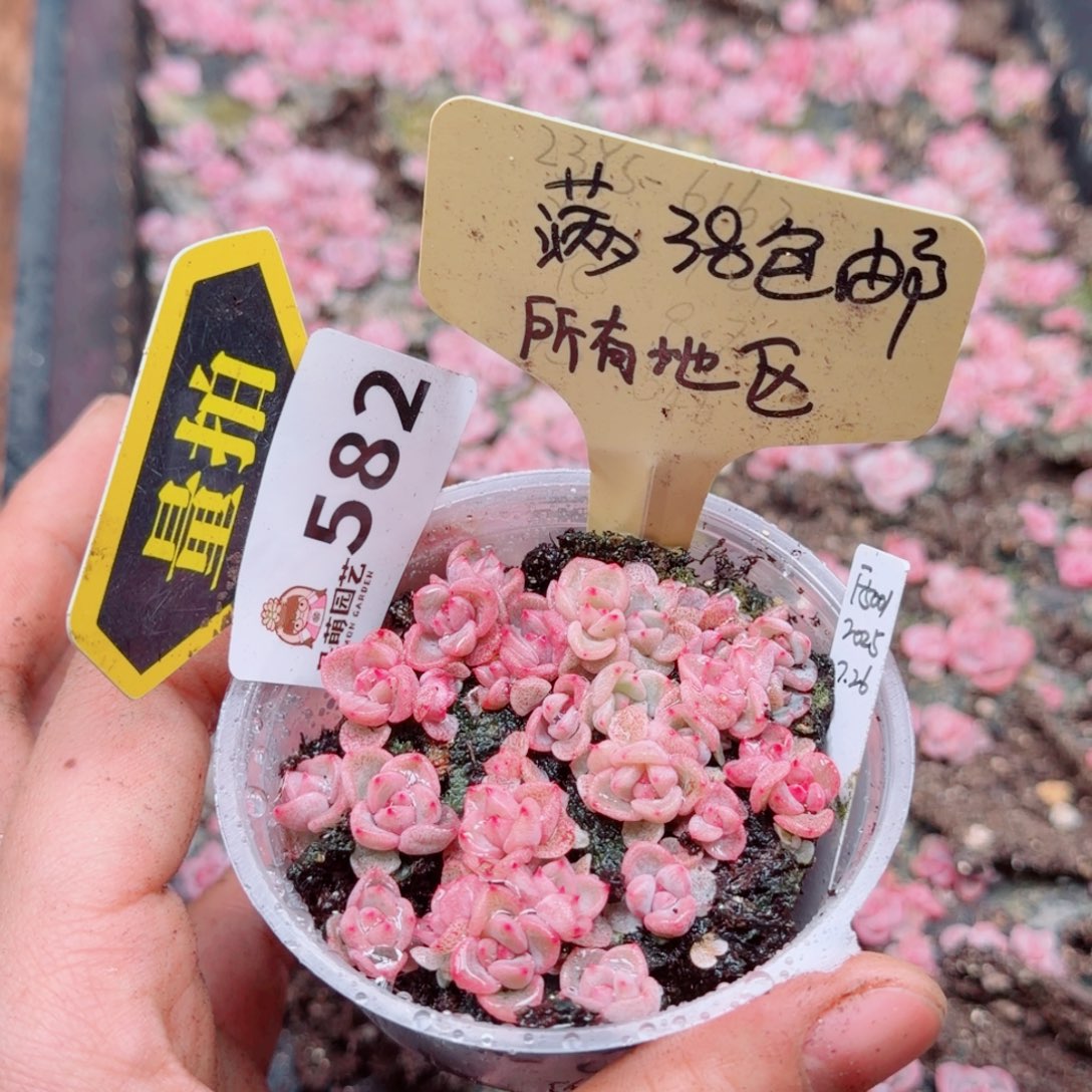 多肉植物多肉植物