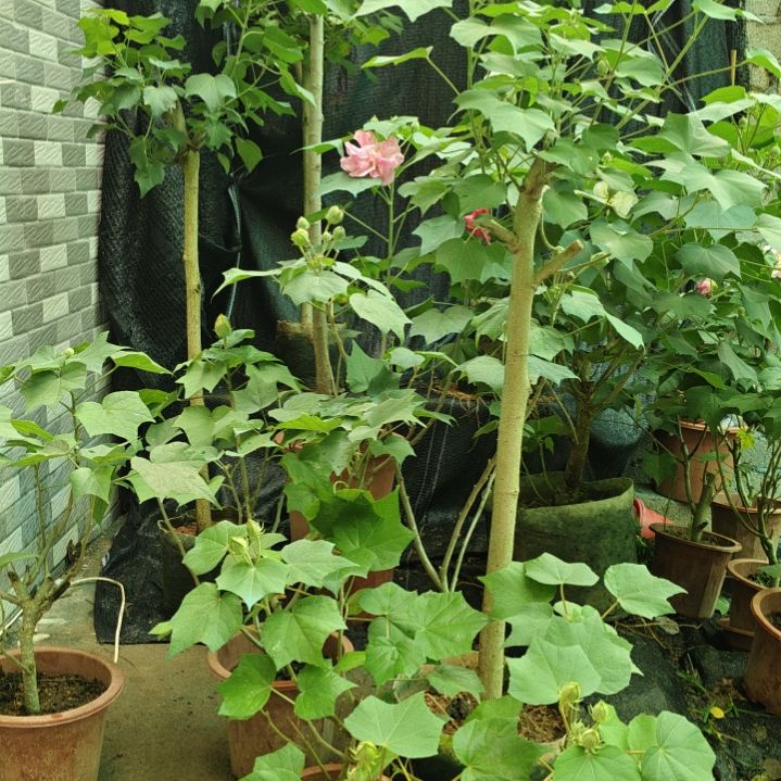 八***财无花朵芙蓉花带花苞3019