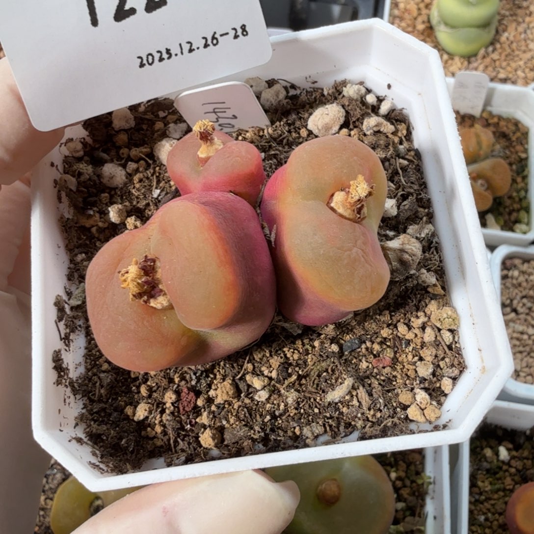 刘***逸多肉多肉多肉12-122