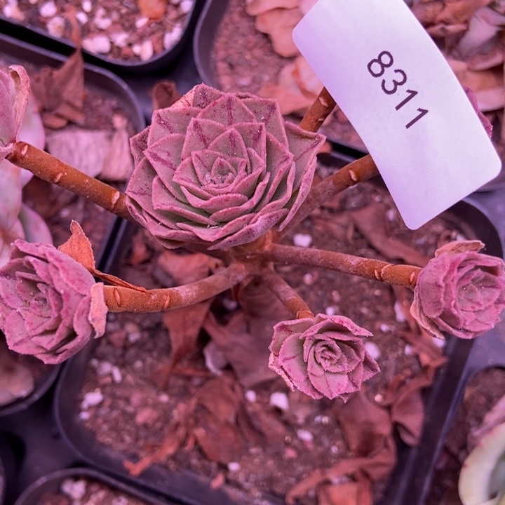 记***杨8311山地玫瑰花群