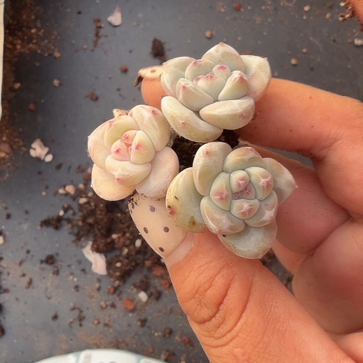 语***然63 号到手2颗江北多肉