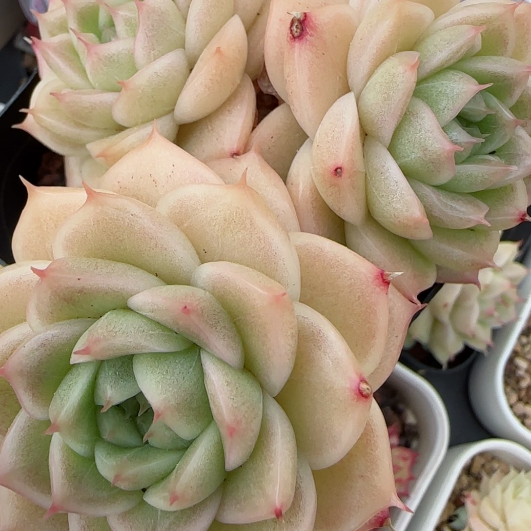 花语逸镜0311-155散