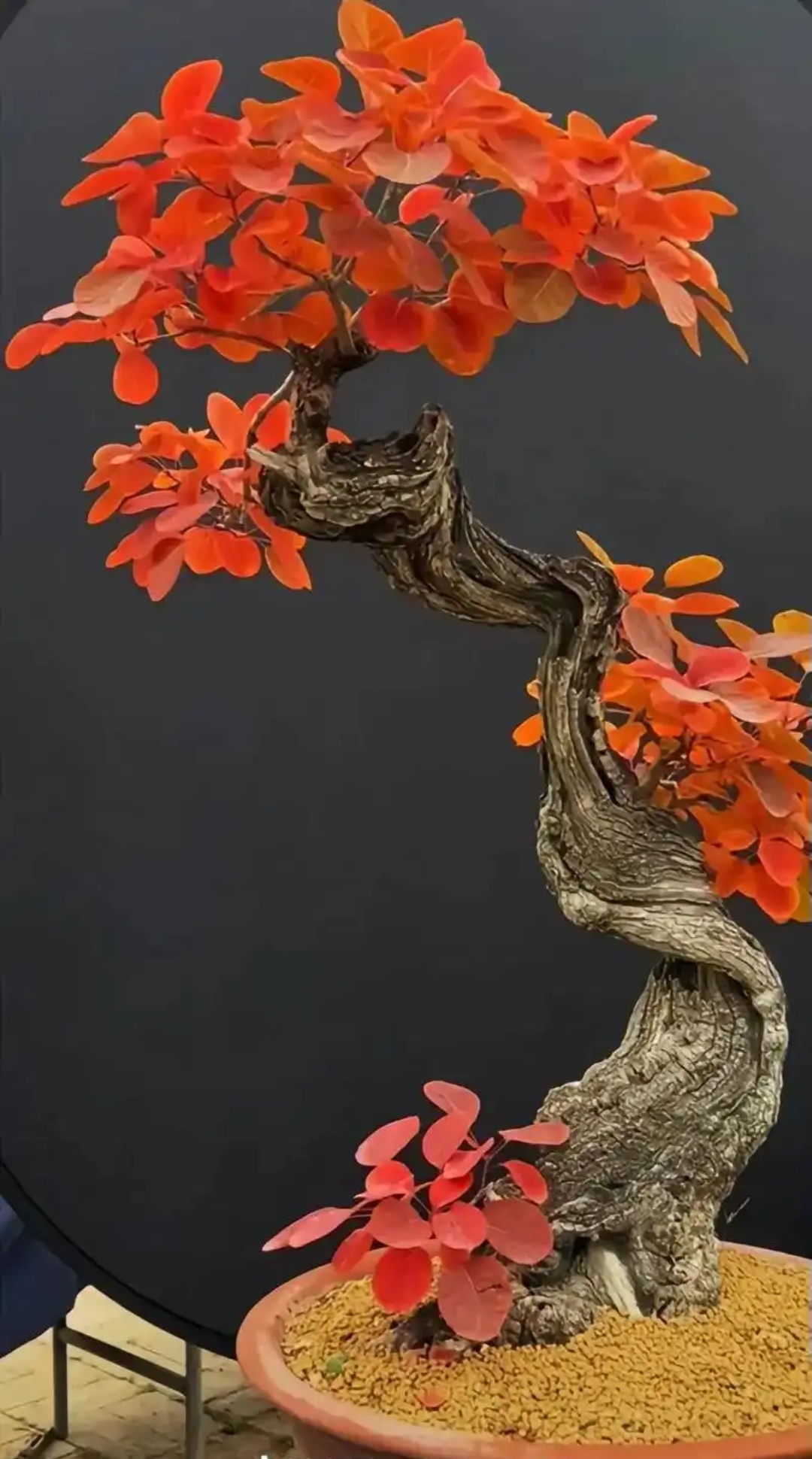 北太行山黄栌直播专用链接 一物一拍 眼见即现物