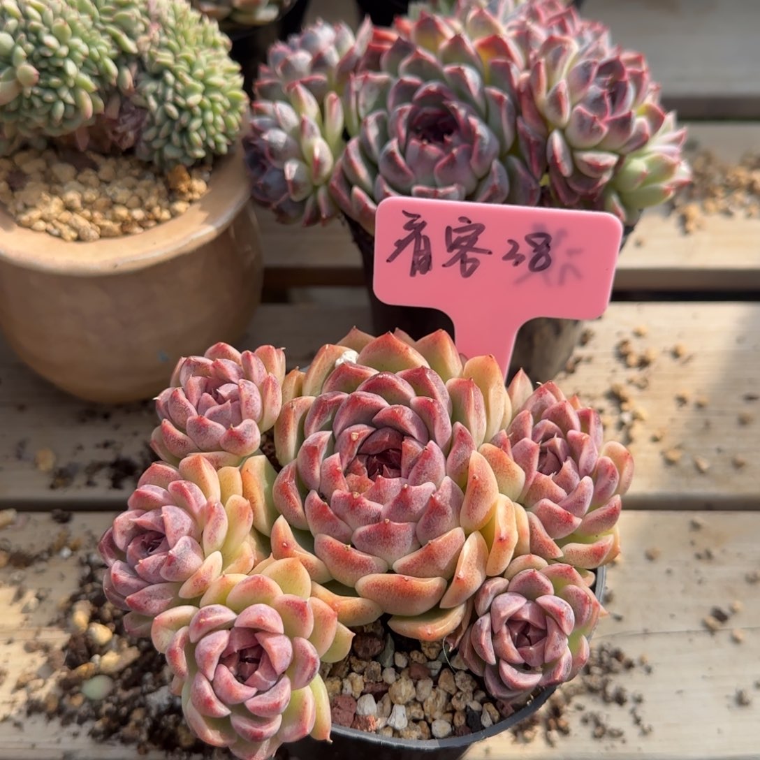 白杂黑水晶杂五十包邮