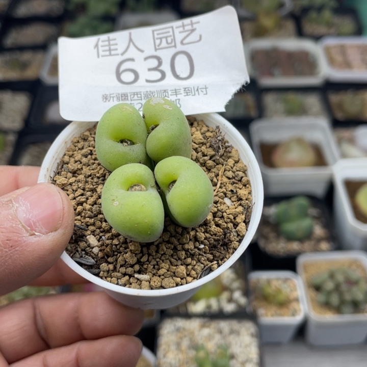 佳人园艺 上福利啦 孔卡福630