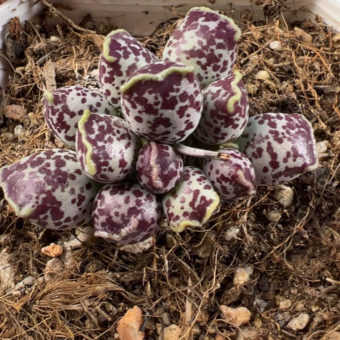 达摩海豹多肉植物水泡