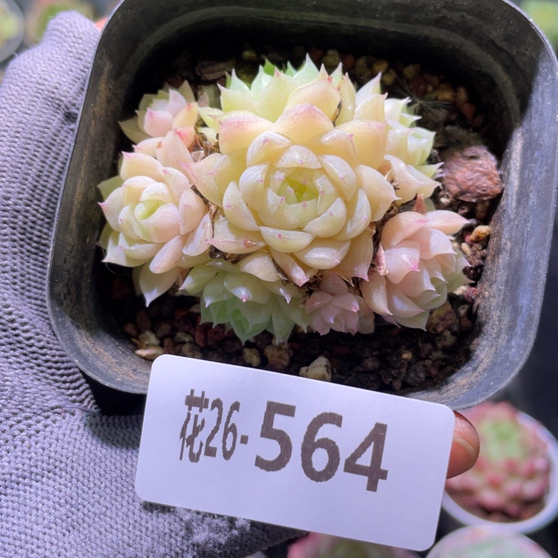 花利美26-564麦秆群