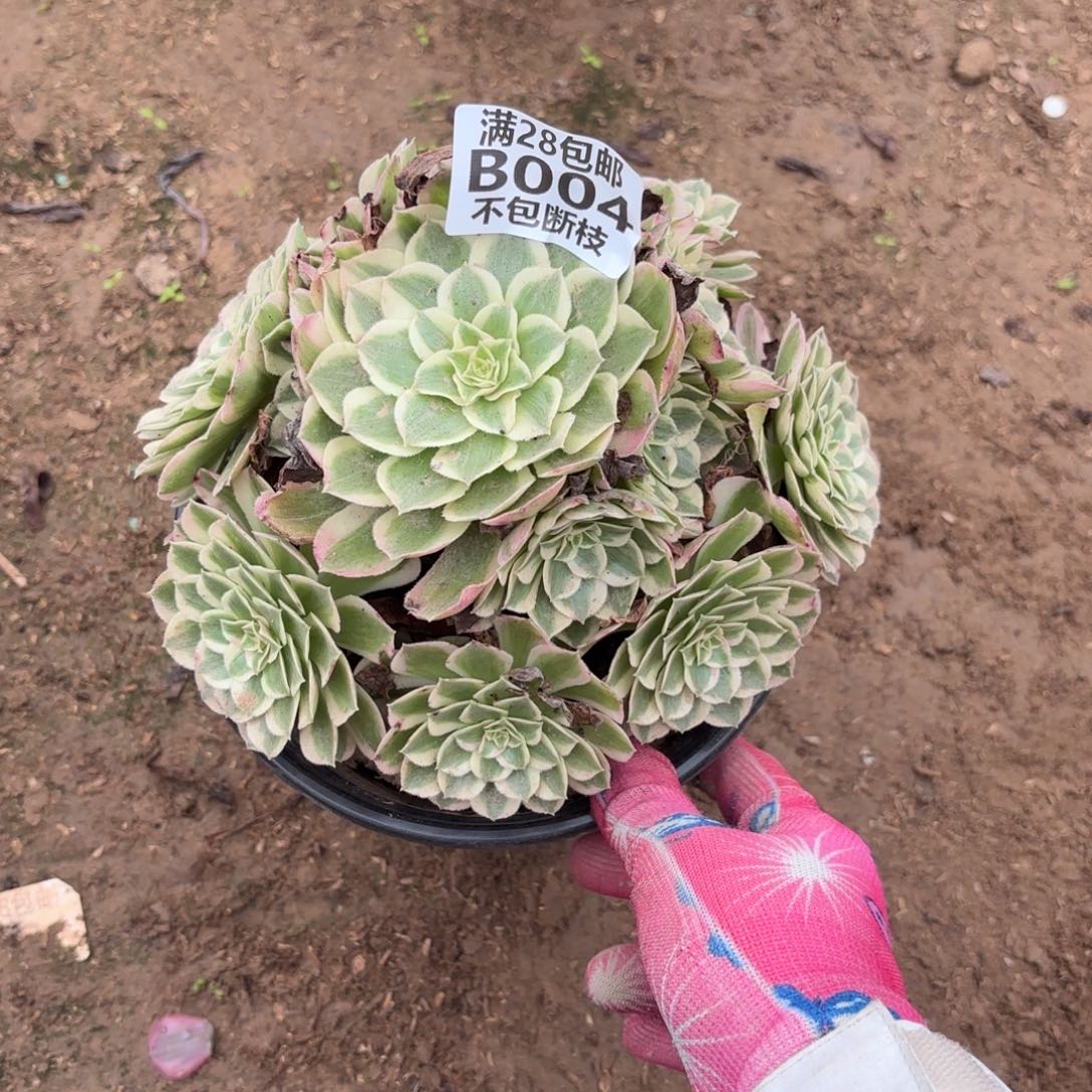 N. 004孔雀翎多肉12233