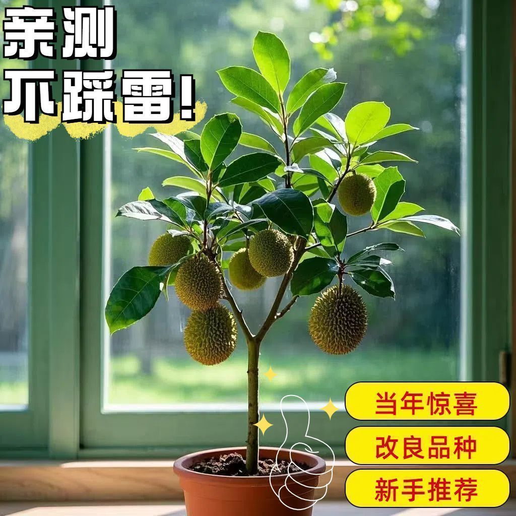 1长在大树枝上猫山王金枕成年果树苗高产树苗四季可种植