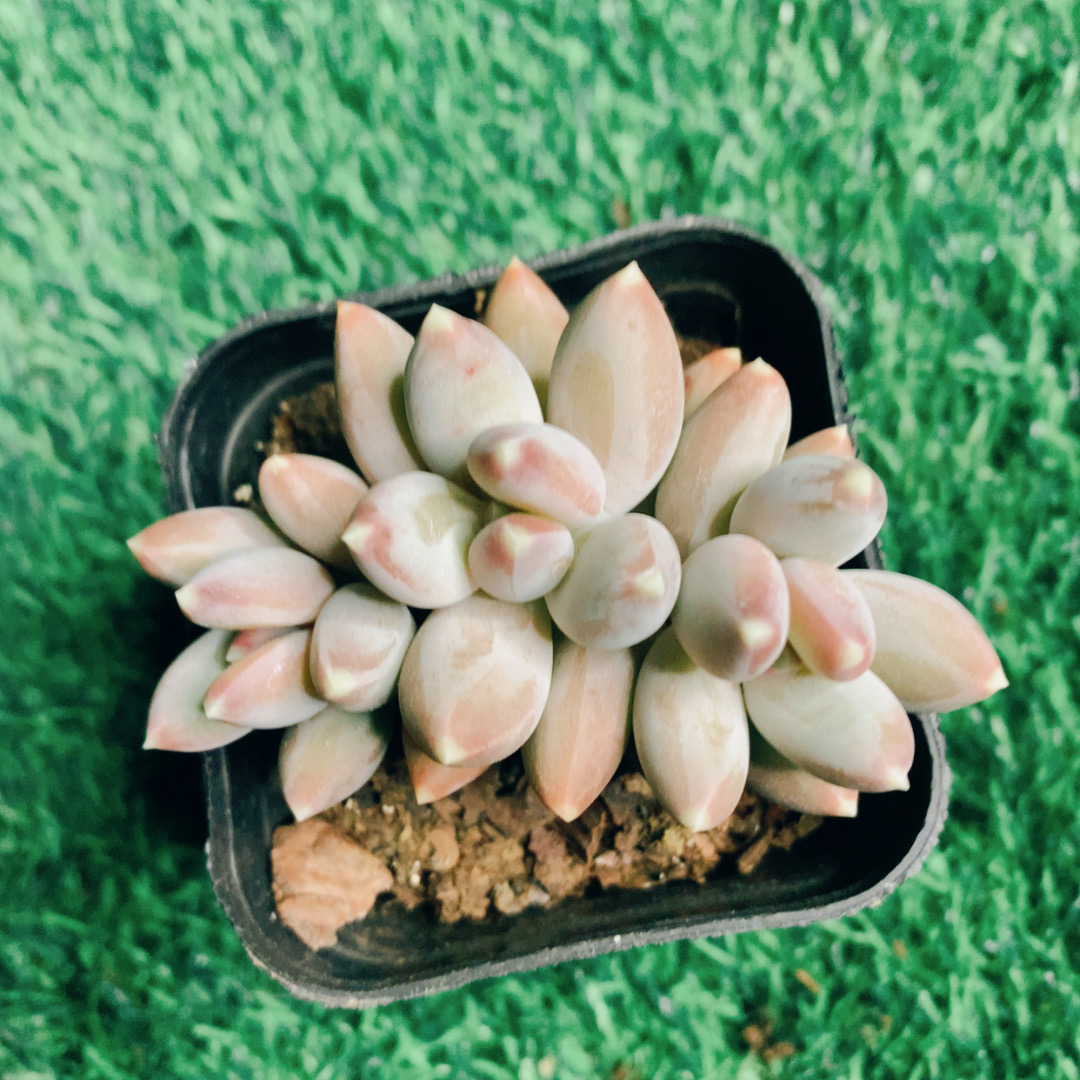 松果美人4-6CM【花界草堂】精品多肉阳台盆栽新手易养一单包邮