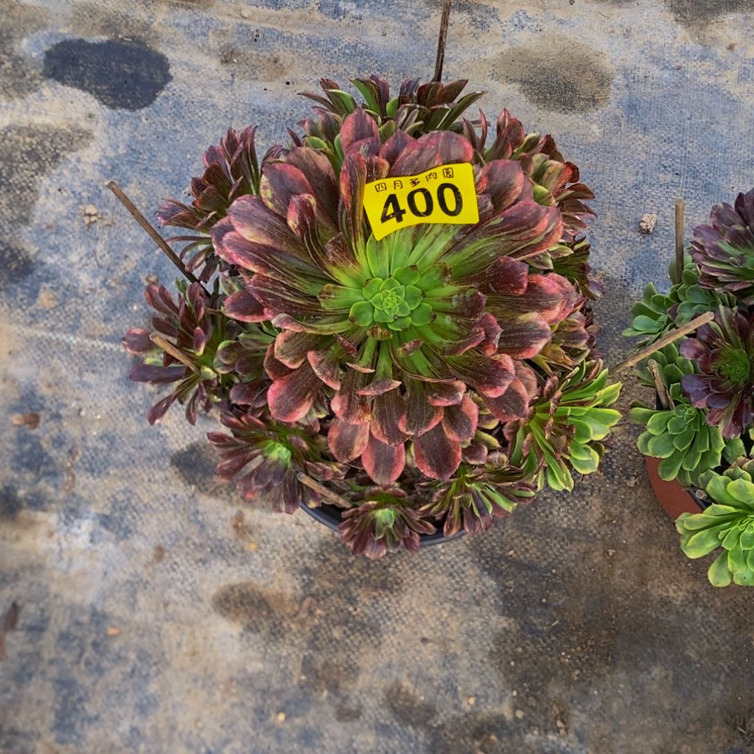 花***圆多肉莫兰迪0004000