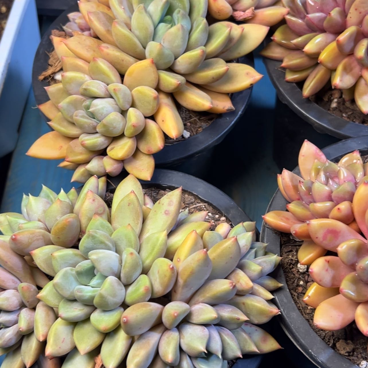 【闪购商品】红象牙多肉39.8