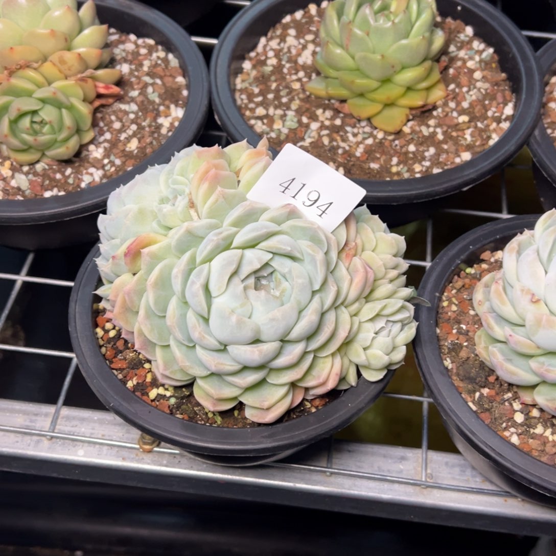 三**泰4194多肉多多多多多